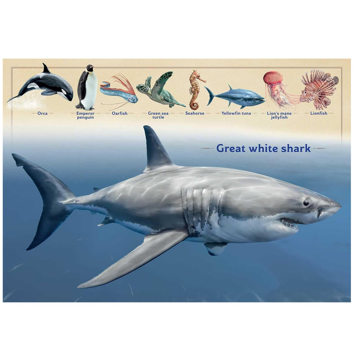 The Magnificent Book of Ocean Creatures