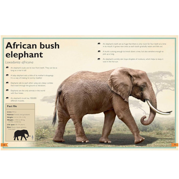 The Magnificent Book of Animals
