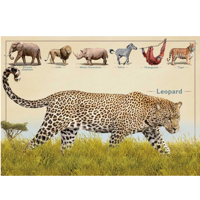 The Magnificent Book of Animals