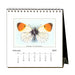 Butterflies 2027 Desk Calendar for February featuring an illustration of an orange-tip butterfly.