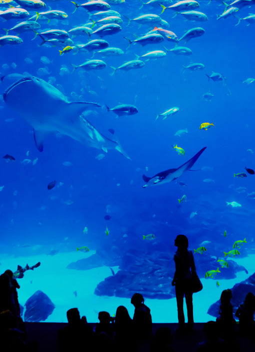 Shop Aquariums