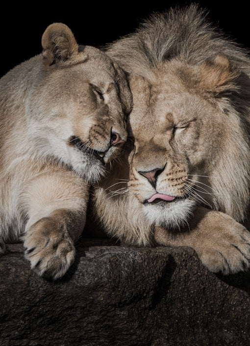 Shop Zoos