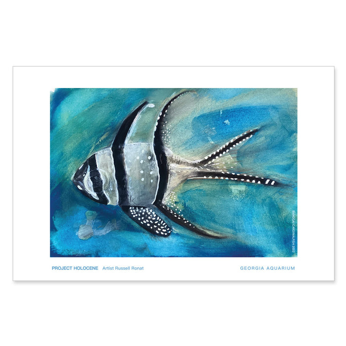GAQ x Russell Ronat Banggai Cardinal Fish Exhibit Print