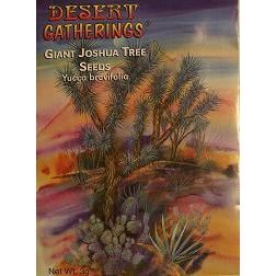 Giant Joshua Tree Seeds