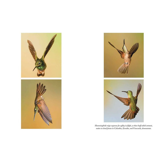 The Hummingbirds Gift