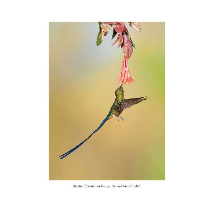 The Hummingbirds Gift