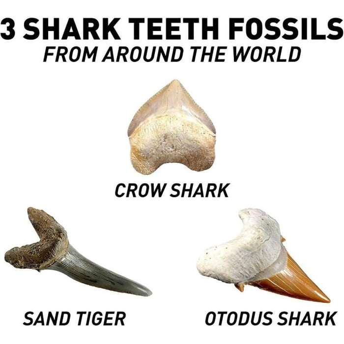 Shark Tooth Dig Kit