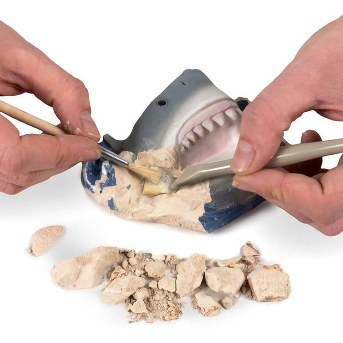 Shark Tooth Dig Kit