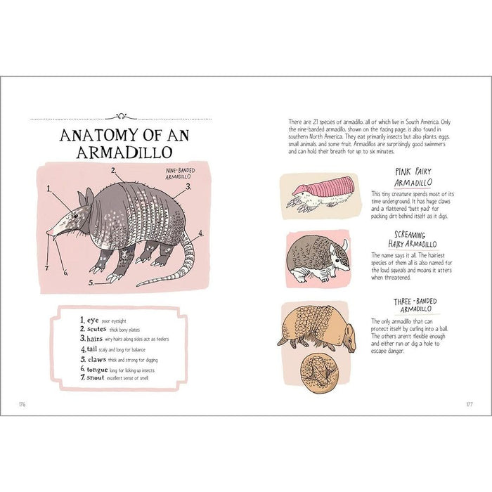 Wildlife Anatomy